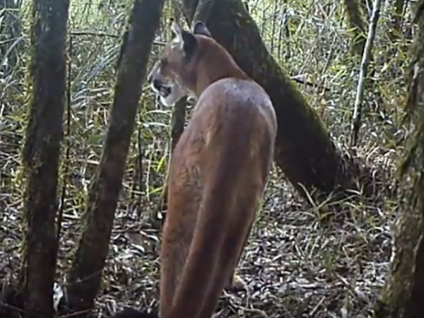 A presença da onça-parda indica remanascentes florestais na região