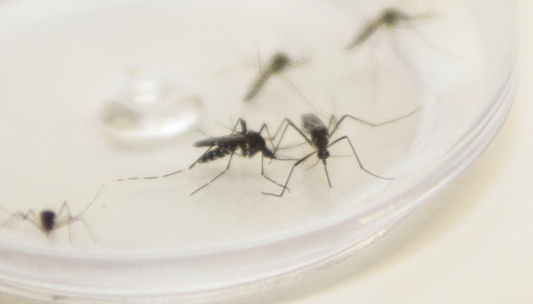 Dengue: Paraná tem hoje 149,53 casos confirmados de dengue por 100 mil habitantes, incidência que caracteriza estado de alerta para fins epidemiológicos