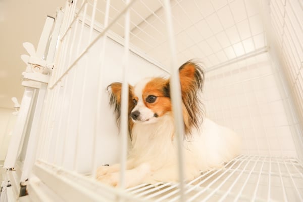 Segundo vereadora, o abuso contra animais de estimação pode ser um indicativo de violência doméstica