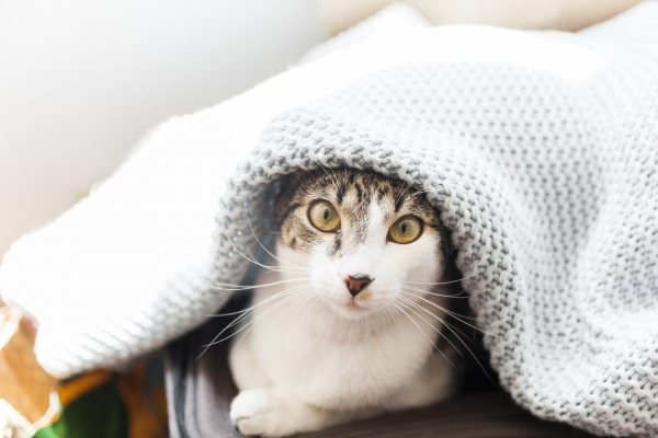 Saiba cuidados para evitar problemas de saúde nos pets.