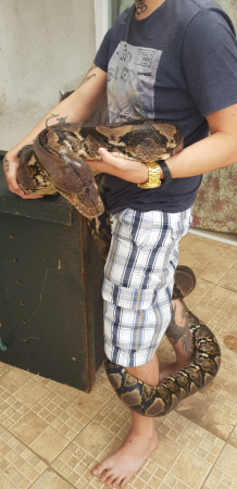 Cobra píton em Piraquara