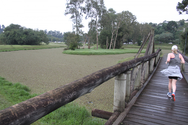 Lago no Tingui coberto pelas algas: risco para o pedestre desatento