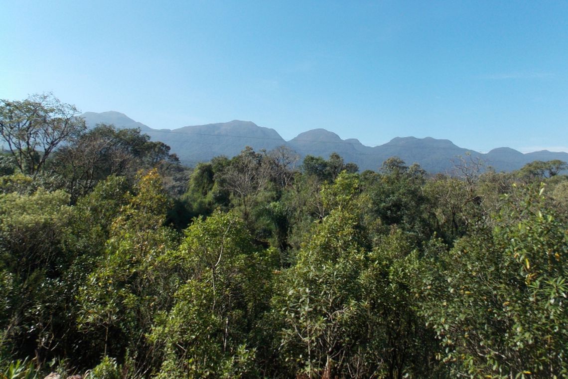 Paraná é o segundo estado com maior desmatamento de Mata Atlântica do País
