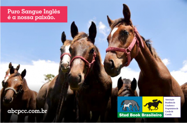 No 'turfe' de equinos, Quarto de Milha está na frente no Brasil