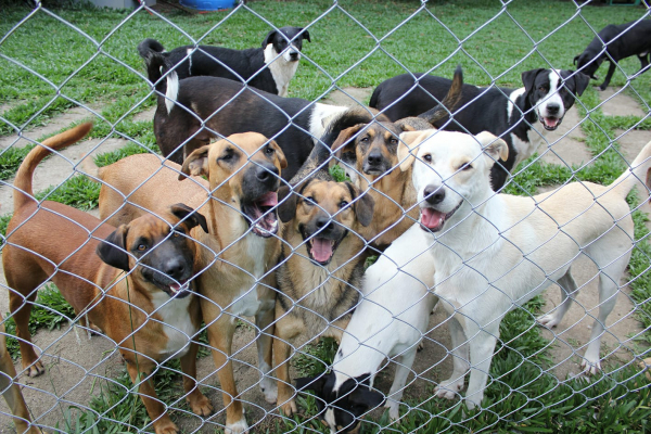 Cães da Ong Animais Sem Teto Foto: divulgação Ong 
